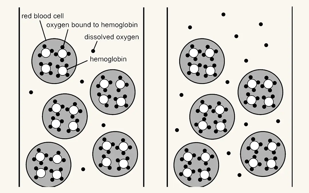 distribution-of-oxygen-in-blood-vessels-normobaric-vs-mild-hyperbaric-conditions